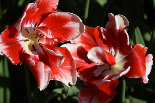 Flowers, JPG Flowers, JPG