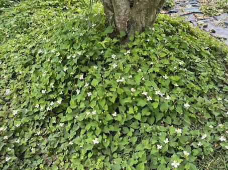 ドクダミ ドクダミ ドクダミ,雑草,薬草の写真素材