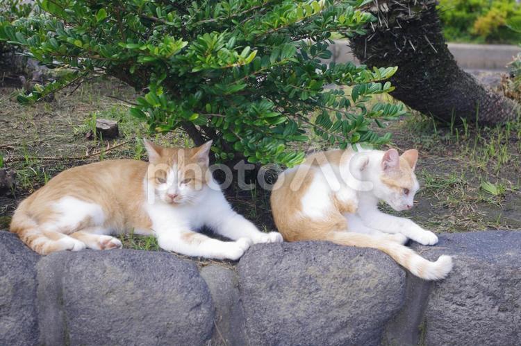 2匹の猫 猫,2匹,可愛いの写真素材