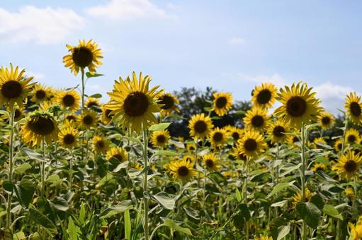 丹生湖にあるヒマワリ畑の写真