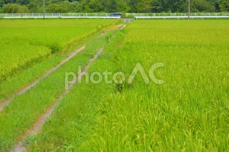 田園風景 田園風景,緑豊かな田んぼ,稲の写真素材