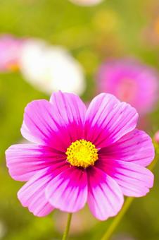 深秋の香り秋桜 深秋の香り秋桜の写真