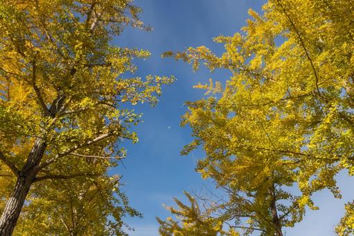 紅葉したイチョウの葉 イチョウ,黄色,空の写真素材