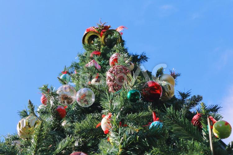 青空とクリスマスツリー クリスマスツリー,クリスマス,モミの木の写真素材