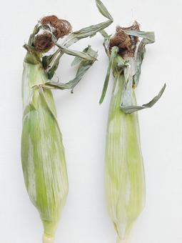 Photo, corn, vegetables, skin, 