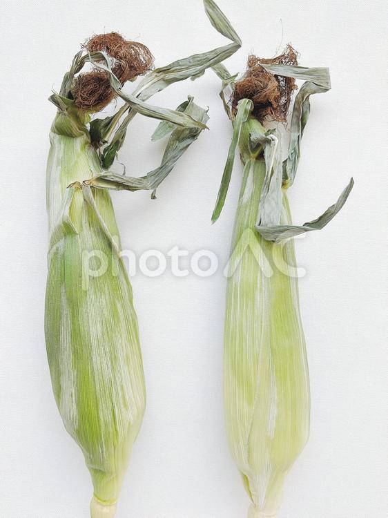 とうもろこし（皮付き・2本・たて） コーン,とうもろこし,野菜の写真素材