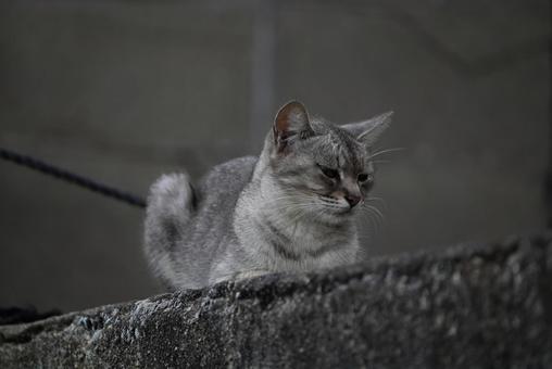 走島のにゃんこ達 走島のにゃんこ達の写真