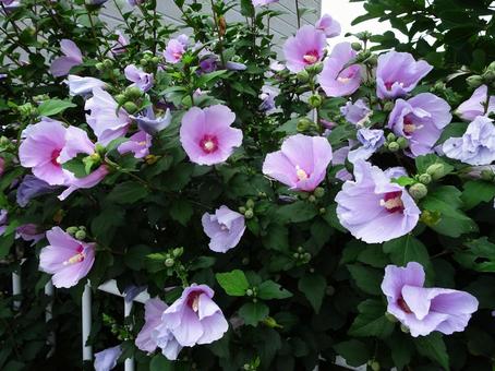 ムクゲの花の写真