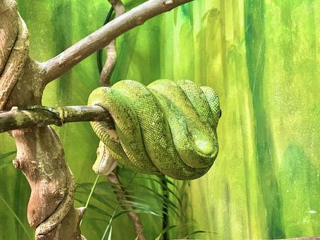 Photo, green tree python, snake, reptiles, 