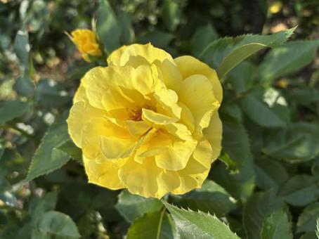 黄色薔薇 黄色薔薇の写真