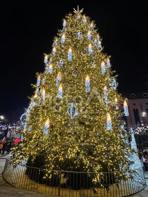 クリスマスツリー 夜景,クリスマスツリー,クリスマスの写真素材