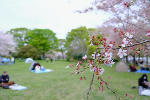ピクニックの風景 桜,さくら,春の写真素材