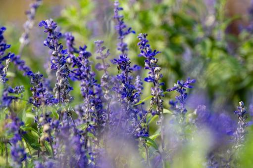 ブルーサルビア⑶ ブルーサルビア⑶ 花,風景花,ブルーサルビアの写真素材