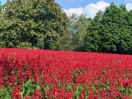 サルビアの花畑 サルビアの花畑 サルビア,秋,自然の写真素材