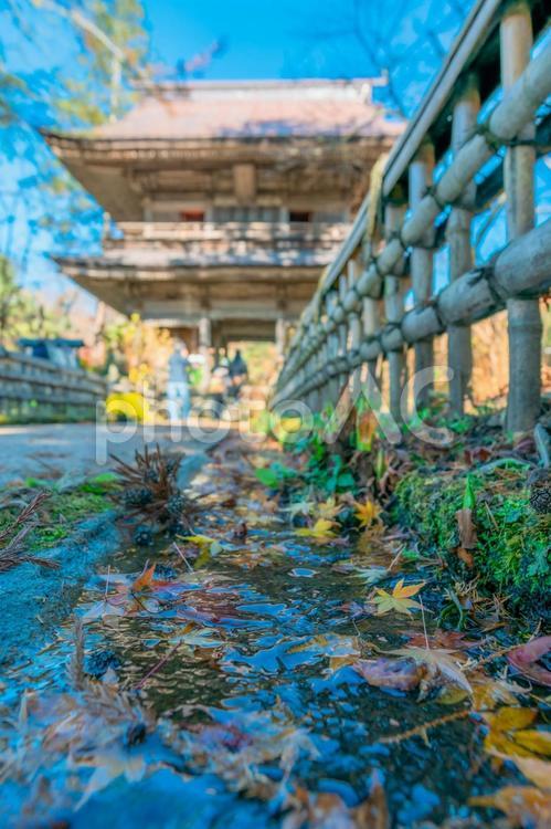 水面に落ち葉が浮かぶローアングルのお寺 吉祥寺,花寺,群馬県の写真素材