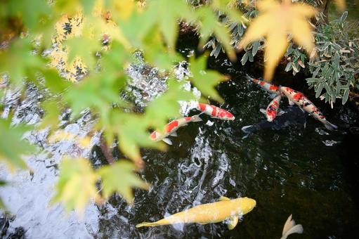 秋の風景 秋の風景 モミジ,もみじ,紅葉の写真素材