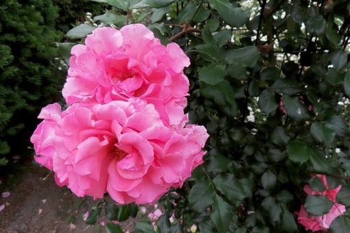 ピンクのつるバラ ピンクのつるバラ ツルバラ,薔薇,ドリームウィーバーの写真素材