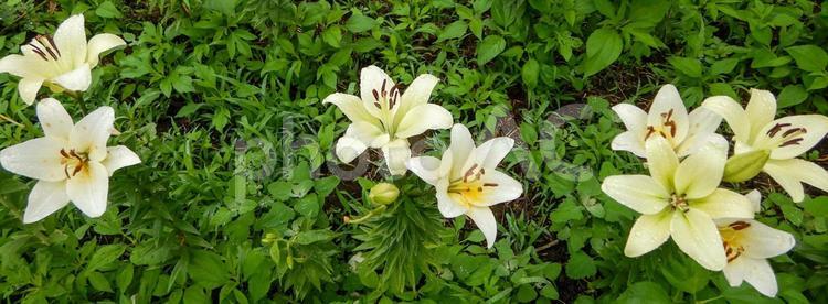 雨の日の百合 百合,梅雨,綺麗の写真素材