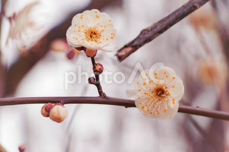 春の到来を感じる梅の花 梅,ウメ,冬の写真素材