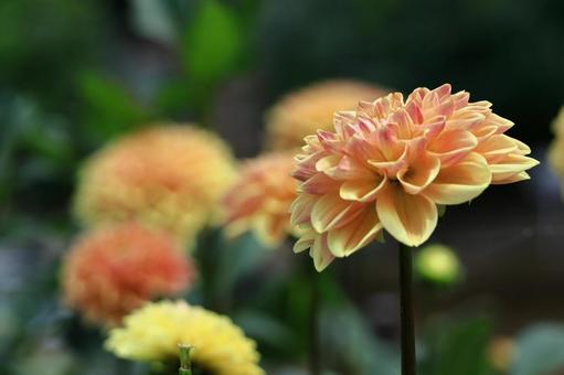 色鮮やかな大輪 色鮮やかな大輪 ダリア,花,キク科の植物の写真素材