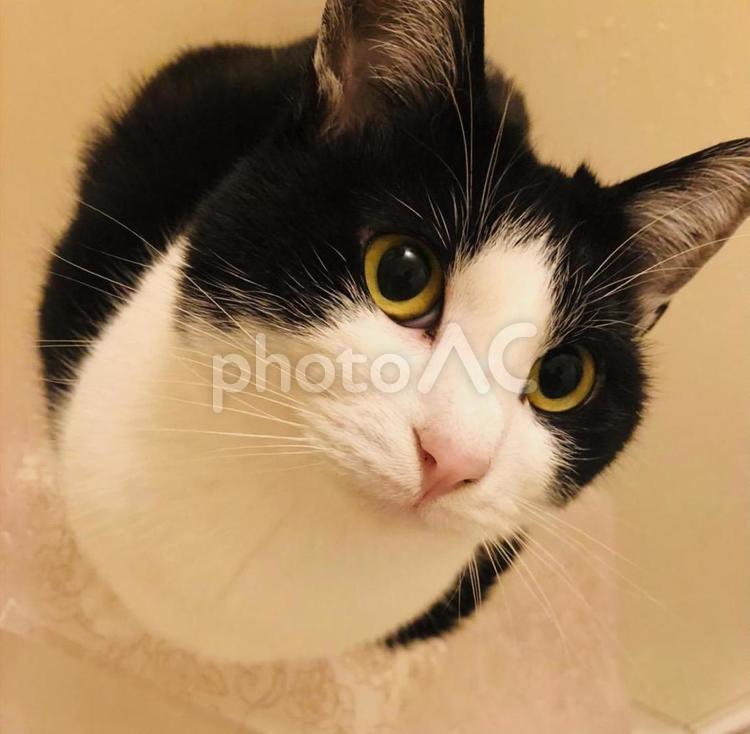 ハチワレさんとの信頼関係 猫,ネコ,信頼関係の写真素材