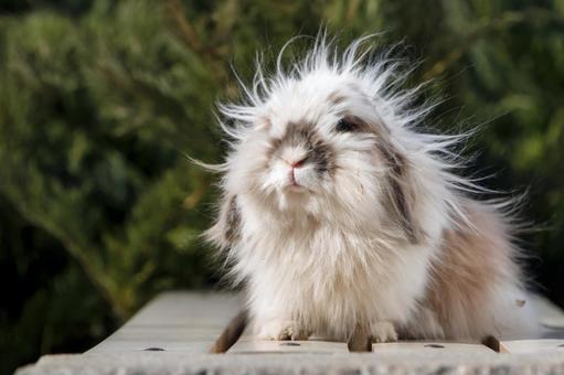 ペットのうさぎ うさぎ,ペット,干支の写真素材