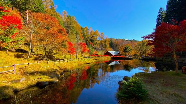 紅葉のせせらぎ街道 西ウレ峠:3 紅葉のせせらぎ街道 西ウレ峠:3 紅葉,せせらぎ街道,秋の写真素材