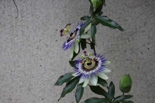 トケイソウの花のアップ トケイソウの花のアップ トケイソウ,花,アップの写真素材