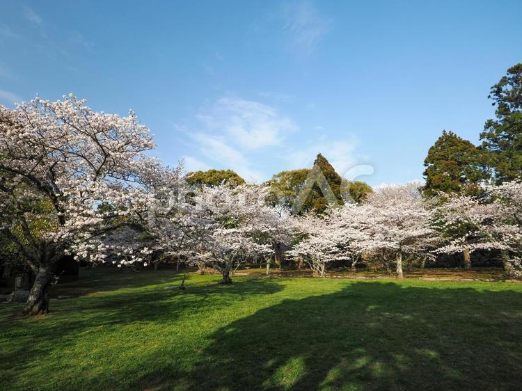 萩市指月公園の桜 桜,さくら,サクラの写真素材