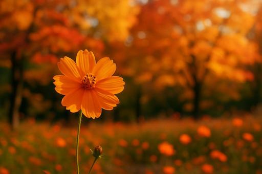 秋のコスモス畑の写真