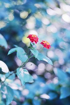 輝く背景とランタナの花 輝く背景とランタナの花の写真