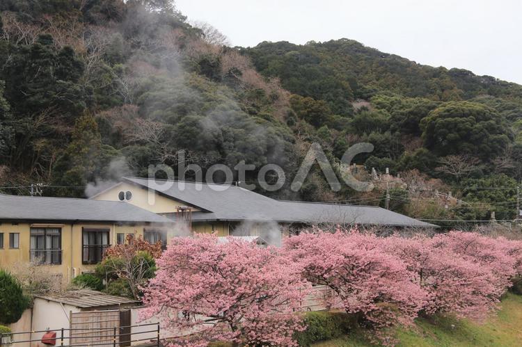 南伊豆町の桜満開 桜,満開,河津さくらの写真素材