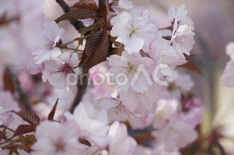 桜　ピンク　花枝 さくら,春,サクラの写真素材