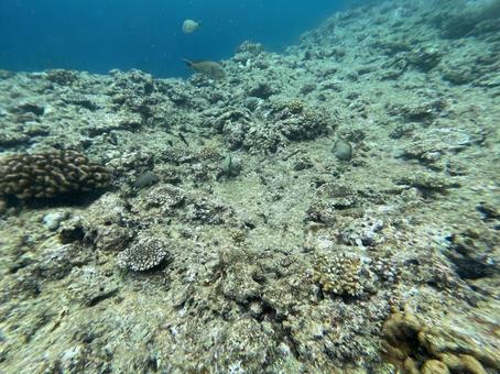 沖縄サンゴ 沖縄,海,サンゴの写真素材
