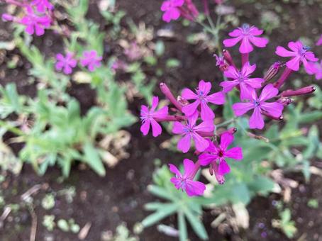 シバザクラのピンクの花 シバザクラ,芝桜,ピンクの写真素材