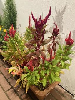 花 花 花,植物,葉の写真素材