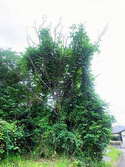 枯れた木 緑 枯れた木 緑 森,林,緑の写真素材
