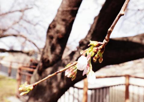 咲かけの桜 咲かけの桜の写真