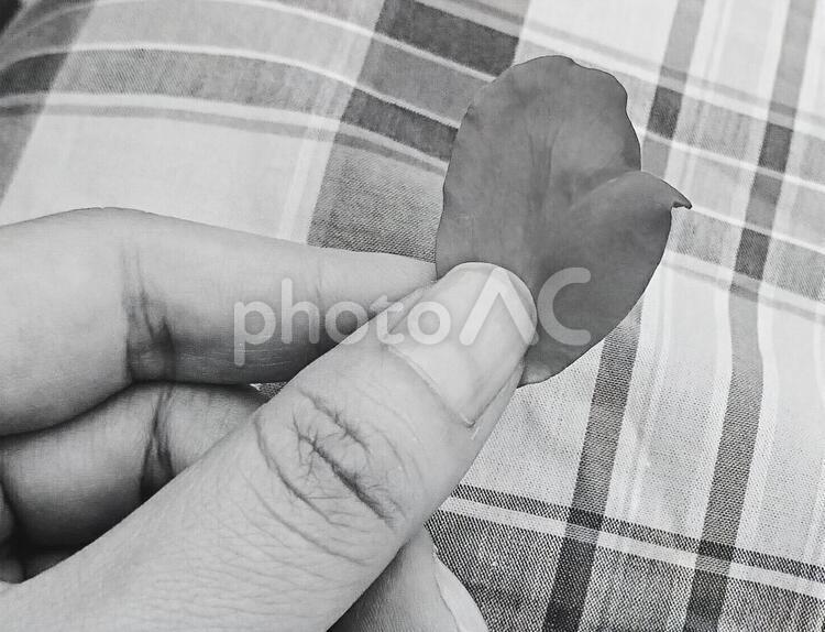 花びら  白黒   指 人,手,大人の写真素材