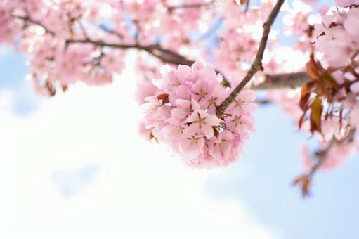 桜の色 桜の色の写真