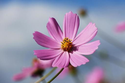 コスモス４５ コスモス,秋,かわいいの写真素材