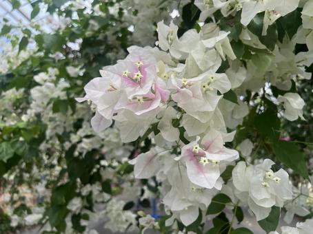 宮古島の花(ブーゲンビリア) 宮古島の花(ブーゲンビリア) ブーゲンビリア,熱帯の花,花の写真素材
