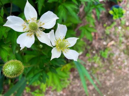緑の庭に咲くアネモネ・バージニアナと蕾3 アネモネ・バージニアナ,サマーアネモネ,花の写真素材