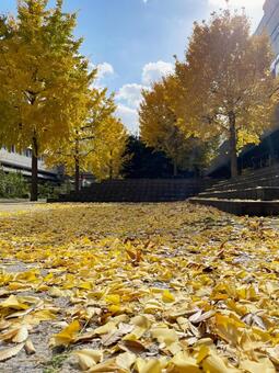 神戸・六甲アイランド・銀杏並木 神戸,六甲アイランド,銀杏の写真素材