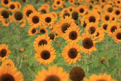 ひまわり畑(ビンセント) ひまわり畑(ビンセント)の写真