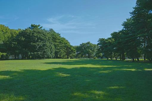 緑の公園 緑の公園 公園,森,緑の写真素材