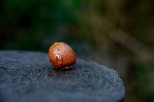 ちょこっとどんぐり ちょこっとどんぐりの写真