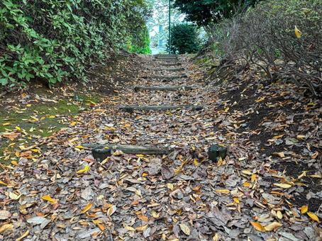 森の中の木の階段 森,森林,階段の写真素材