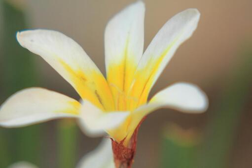 春に咲く花 春に咲く花の写真