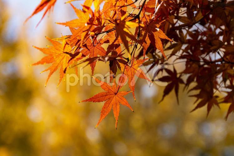 大宮第二公園の紅葉 紅葉,木漏れ日,秋の写真素材